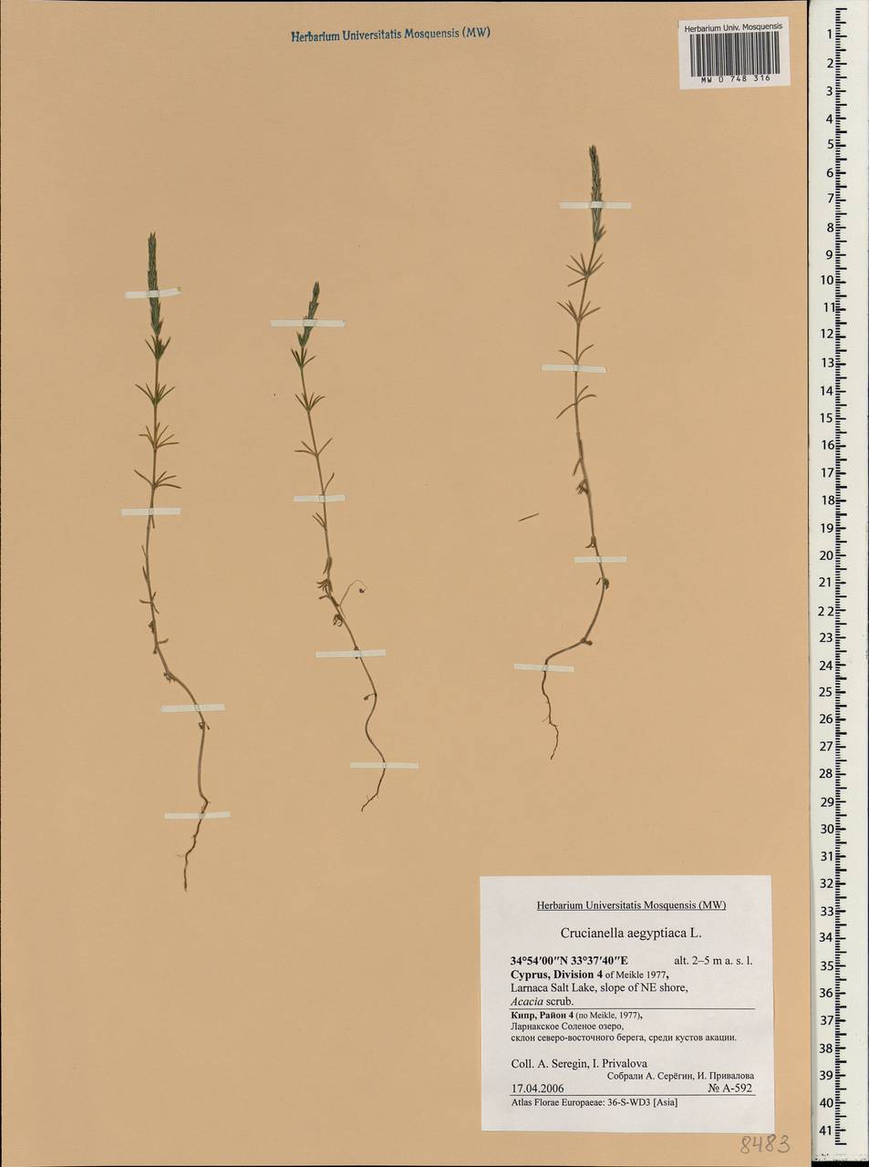 Crucianella aegyptiaca L., South Asia, South Asia (Asia outside ex-Soviet states and Mongolia) (ASIA) (Cyprus)
