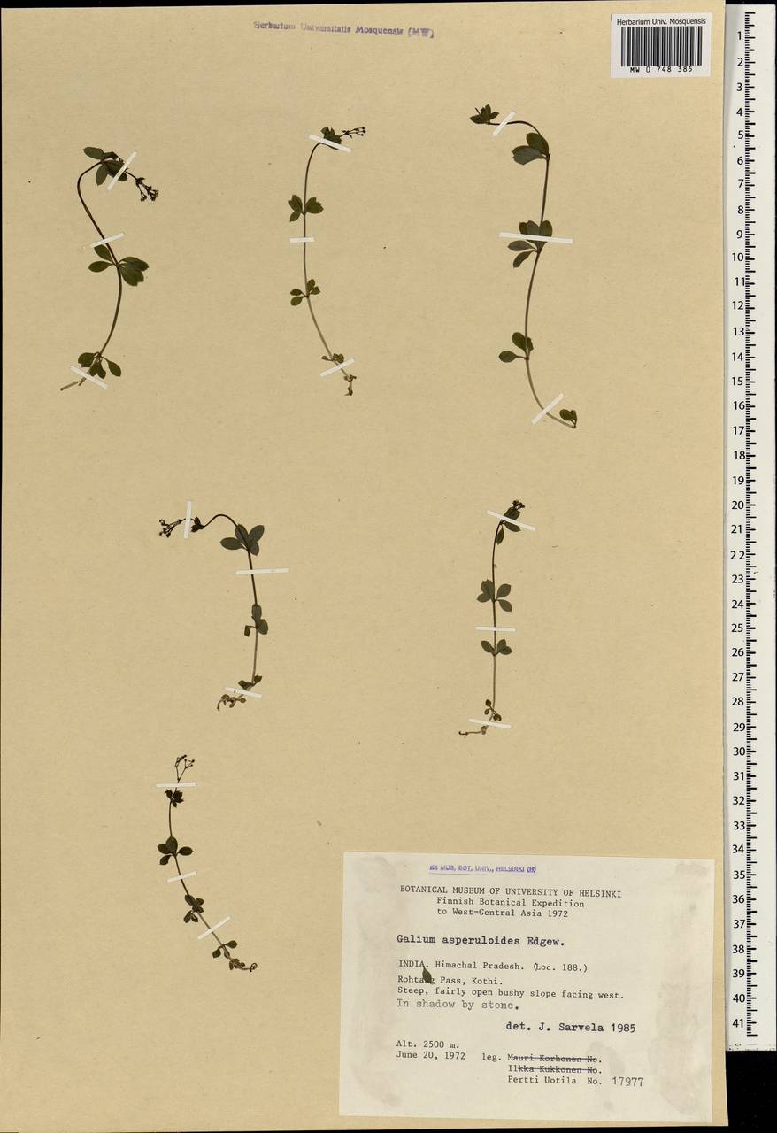 Galium asperuloides Edgew., South Asia, South Asia (Asia outside ex-Soviet states and Mongolia) (ASIA) (India)