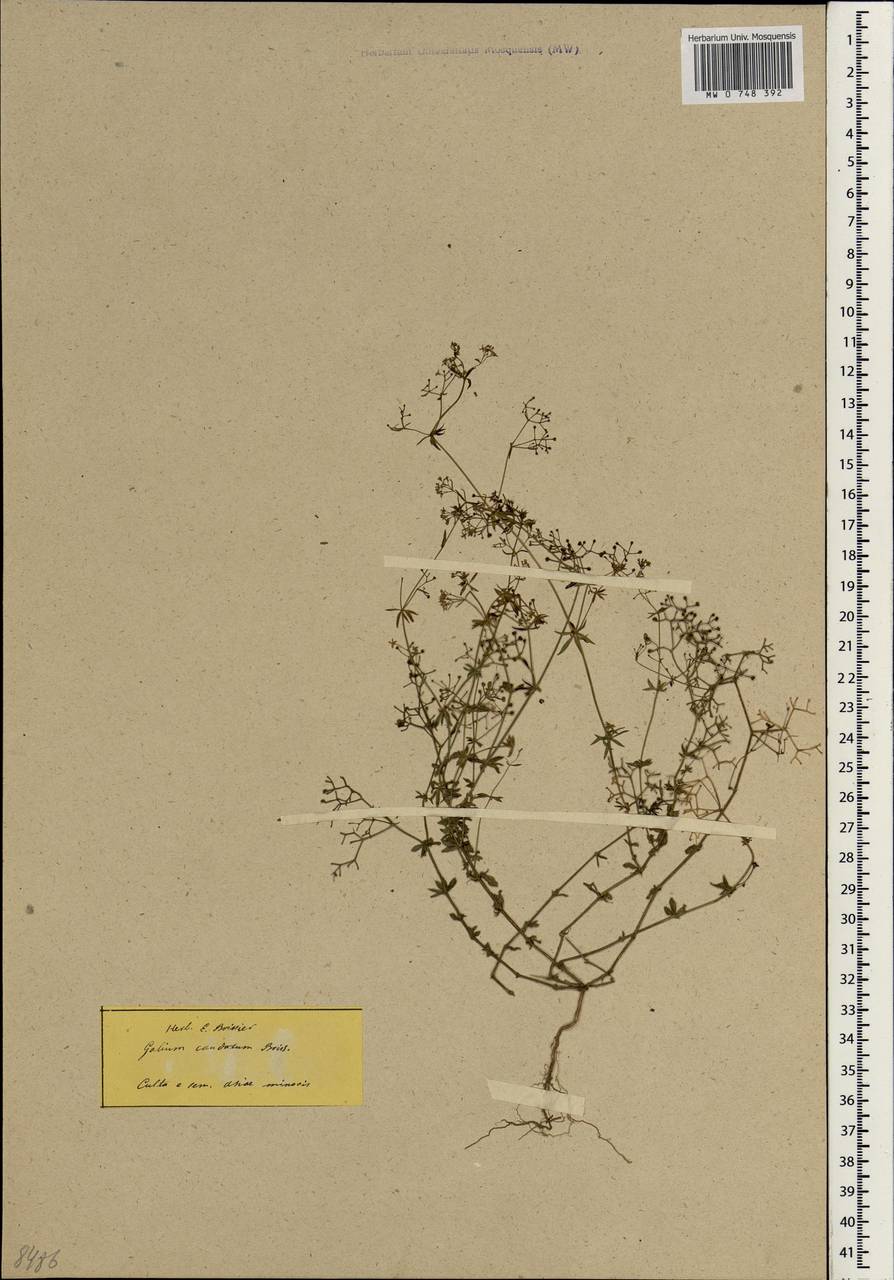 Galium brevifolium subsp. brevifolium, South Asia, South Asia (Asia outside ex-Soviet states and Mongolia) (ASIA) (Turkey)