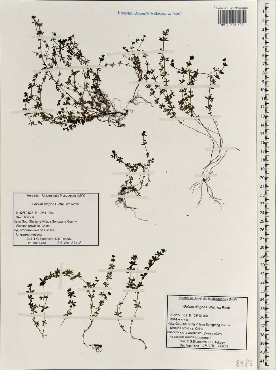 Galium elegans Wall., South Asia, South Asia (Asia outside ex-Soviet states and Mongolia) (ASIA) (China)