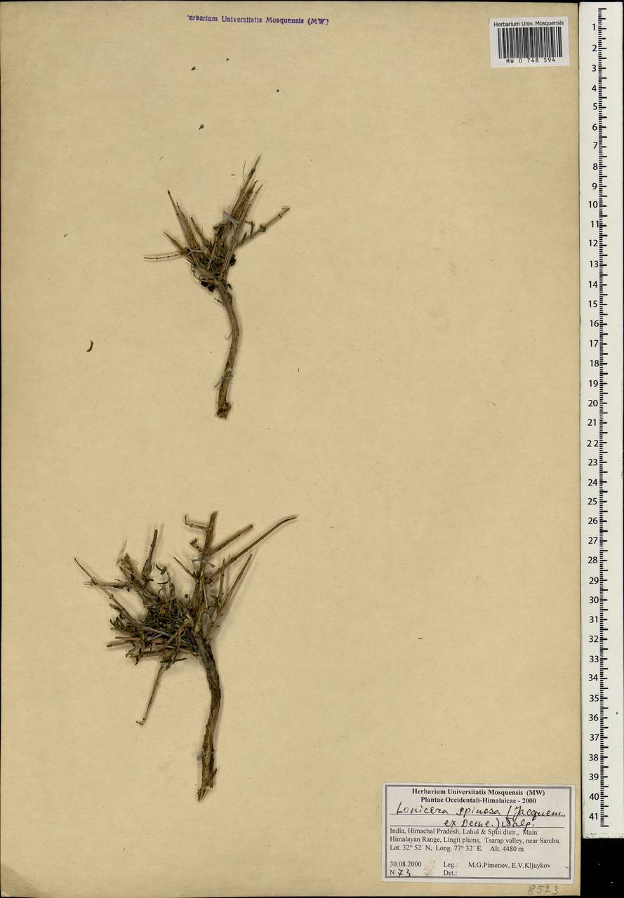 Lonicera spinosa (Jacquem. ex Decne.) Walp., South Asia, South Asia (Asia outside ex-Soviet states and Mongolia) (ASIA) (India)