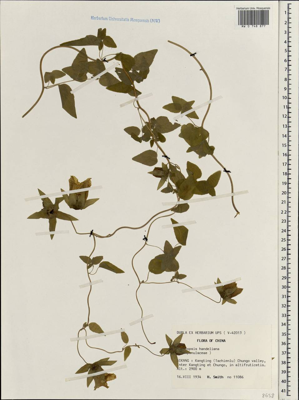 Codonopsis pilosula subsp. handeliana (Nannf.) D.Y.Hong & L.M.Ma, South Asia, South Asia (Asia outside ex-Soviet states and Mongolia) (ASIA) (China)