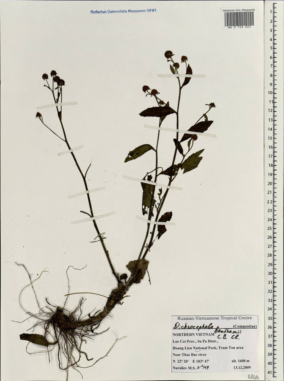 Dichrocephala benthamii C. B. Clarke, South Asia, South Asia (Asia outside ex-Soviet states and Mongolia) (ASIA) (Vietnam)