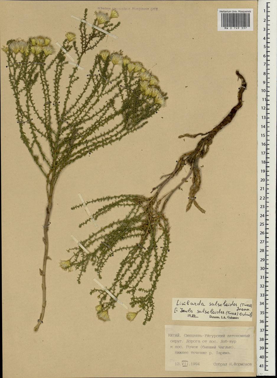 Limbarda salsoloides (Turcz.) Ikonn., South Asia, South Asia (Asia outside ex-Soviet states and Mongolia) (ASIA) (China)