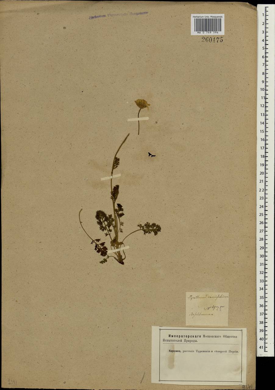 Pyrethrum daucifolium Ledeb., Caucasus, Azerbaijan (K6) (Azerbaijan)