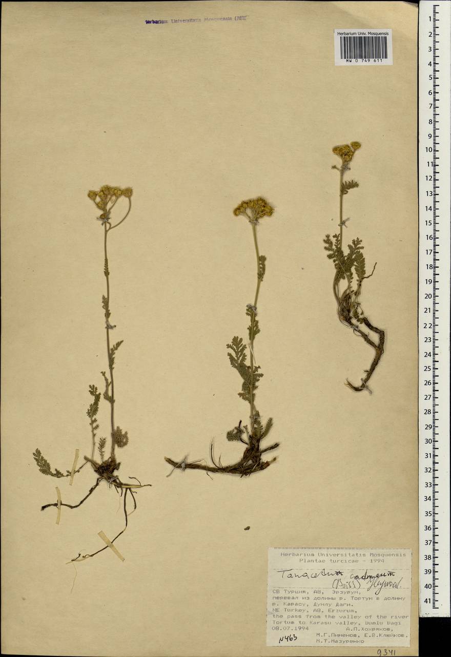 Tanacetum cadmeum, South Asia, South Asia (Asia outside ex-Soviet states and Mongolia) (ASIA) (Turkey)