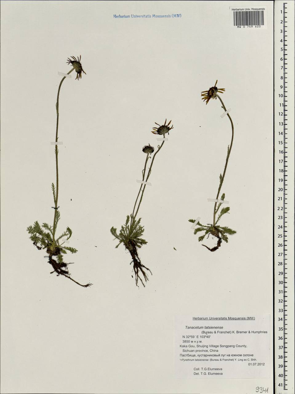 Pyrethrum tatsienense (Bureau & Franch.) Ling ex C.Shih, South Asia, South Asia (Asia outside ex-Soviet states and Mongolia) (ASIA) (China)