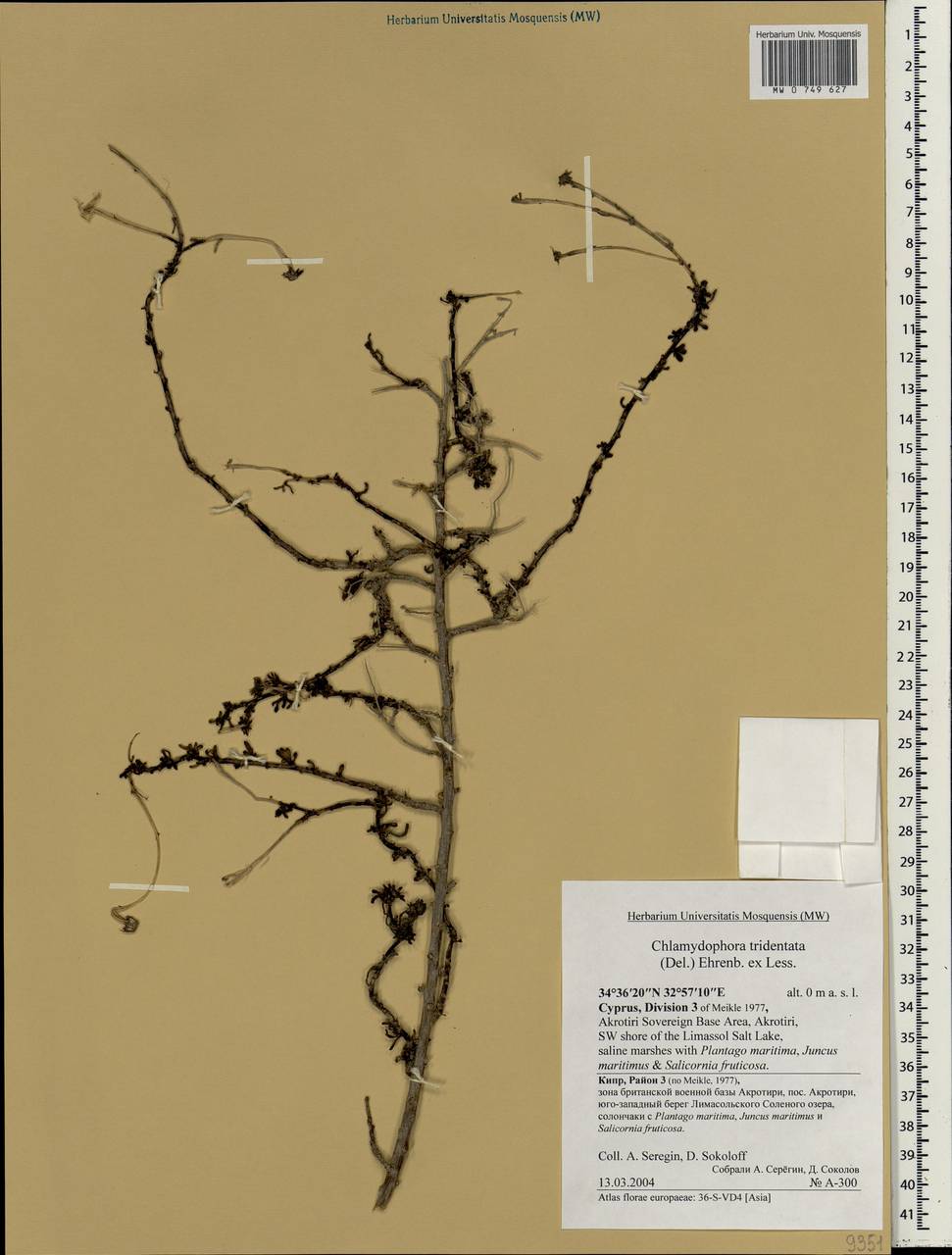 Chlamydophora tridentata (Delile) Ehrenb. ex Less., South Asia, South Asia (Asia outside ex-Soviet states and Mongolia) (ASIA) (Cyprus)