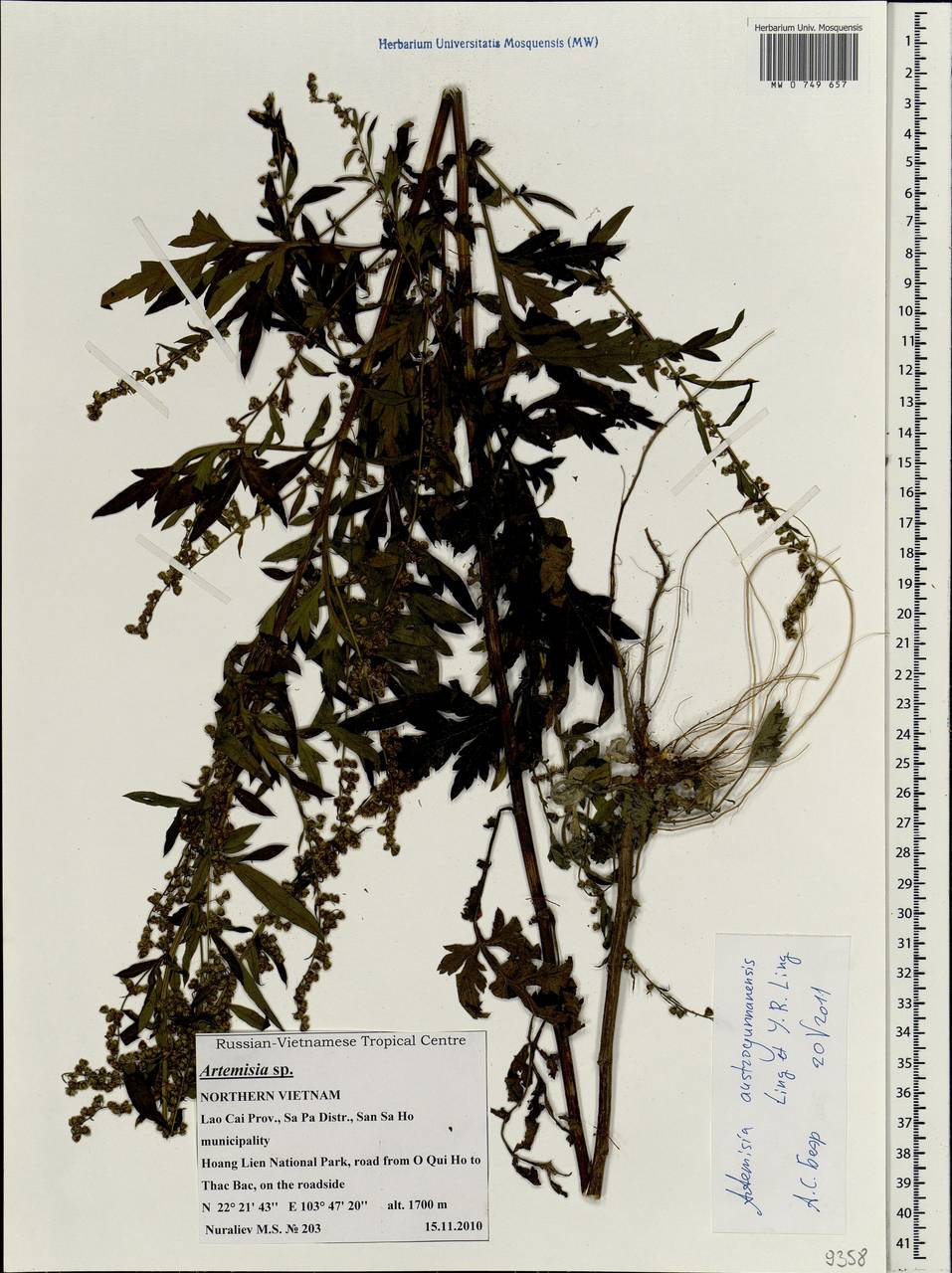 Artemisia austroyunnanensis Y. Ling & Y. R. Ling, South Asia, South Asia (Asia outside ex-Soviet states and Mongolia) (ASIA) (Vietnam)