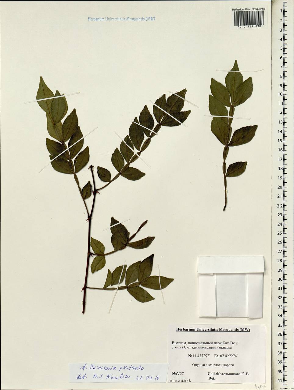 Harrisonia perforata (Blanco) Merr., South Asia, South Asia (Asia outside ex-Soviet states and Mongolia) (ASIA) (Vietnam)