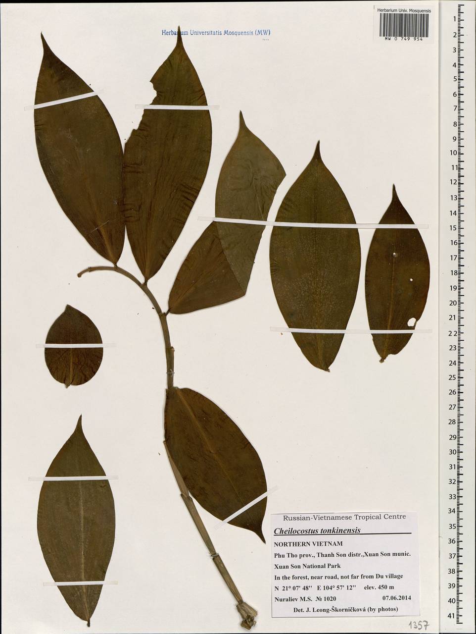 Costus tonkinensis Gagnep., South Asia, South Asia (Asia outside ex-Soviet states and Mongolia) (ASIA) (Vietnam)