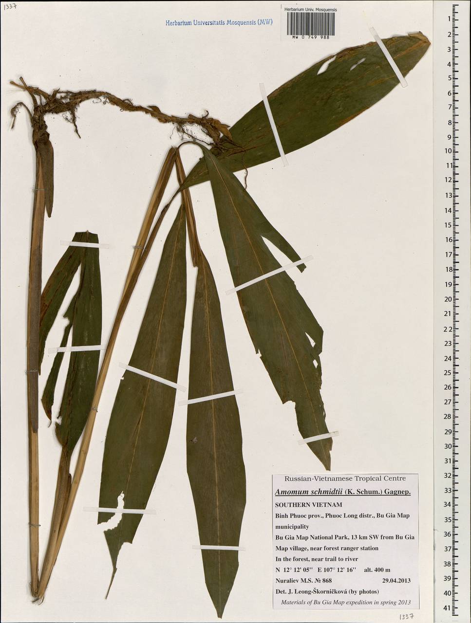 Amomum schmidtii (K.Schum.) Gagnep., South Asia, South Asia (Asia outside ex-Soviet states and Mongolia) (ASIA) (Vietnam)