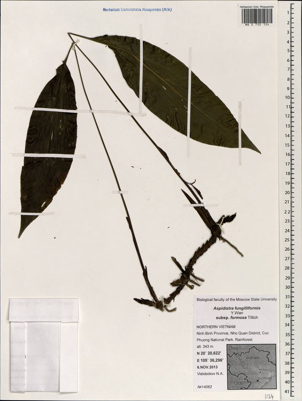 Aspidistra fungilliformis subsp. formosa Tillich, South Asia, South Asia (Asia outside ex-Soviet states and Mongolia) (ASIA) (Vietnam)