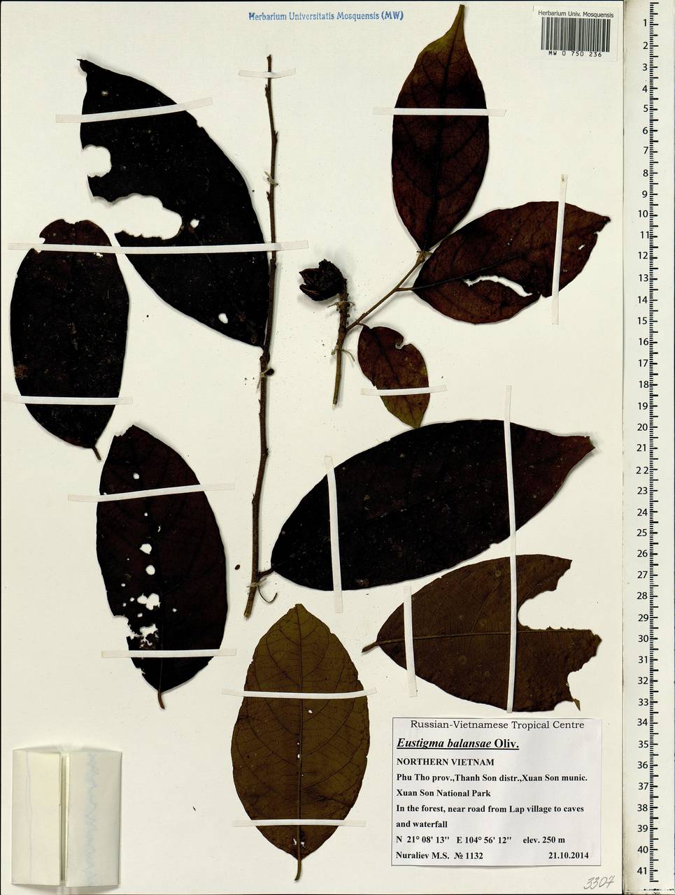 Eustigma balansae Oliv., South Asia, South Asia (Asia outside ex-Soviet states and Mongolia) (ASIA) (Vietnam)