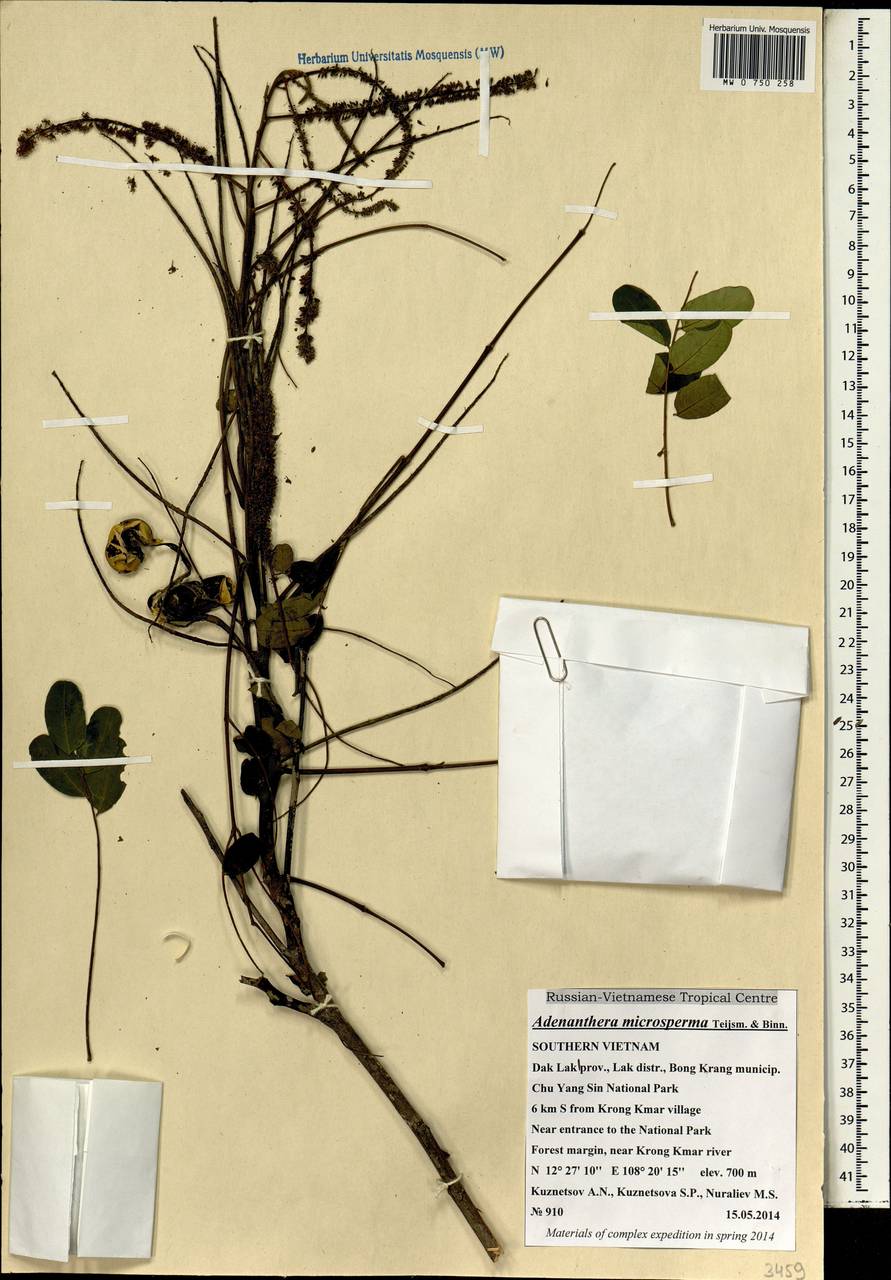 Adenanthera microsperma Teijsm. & Binn., South Asia, South Asia (Asia outside ex-Soviet states and Mongolia) (ASIA) (Vietnam)