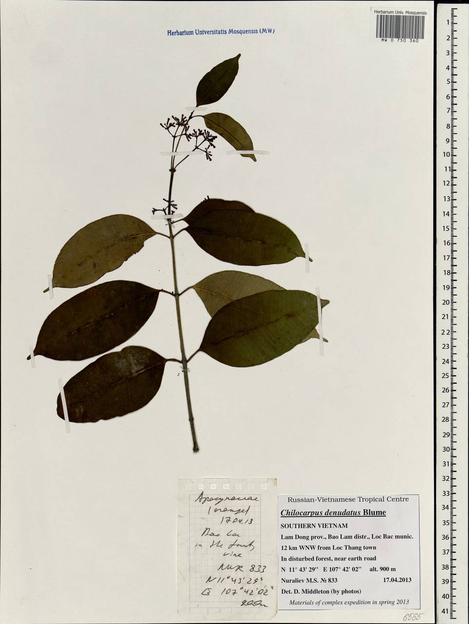 Chilocarpus denudatus Bl., South Asia, South Asia (Asia outside ex-Soviet states and Mongolia) (ASIA) (Vietnam)