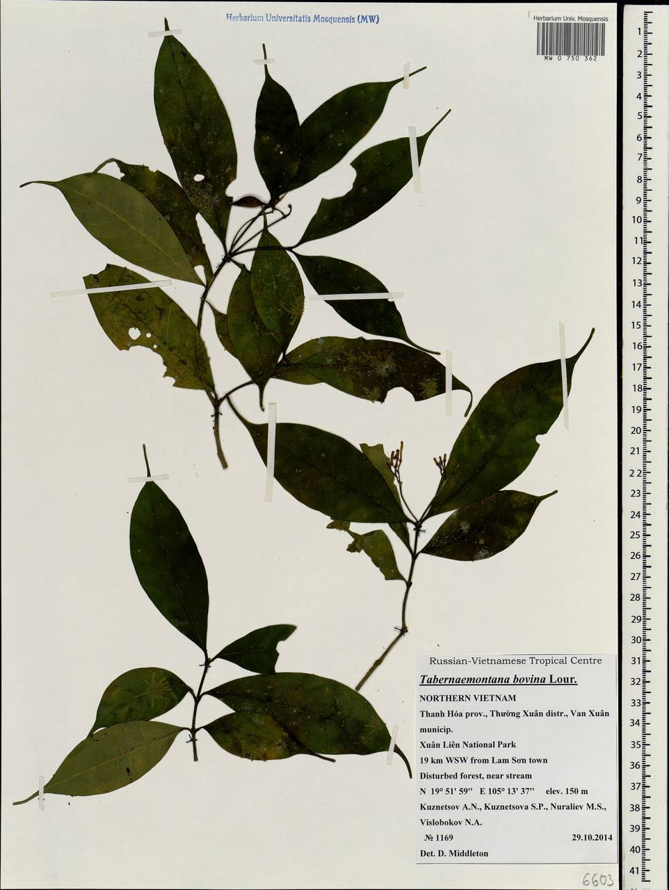 Tabernaemontana bovina Lour., South Asia, South Asia (Asia outside ex-Soviet states and Mongolia) (ASIA) (Vietnam)
