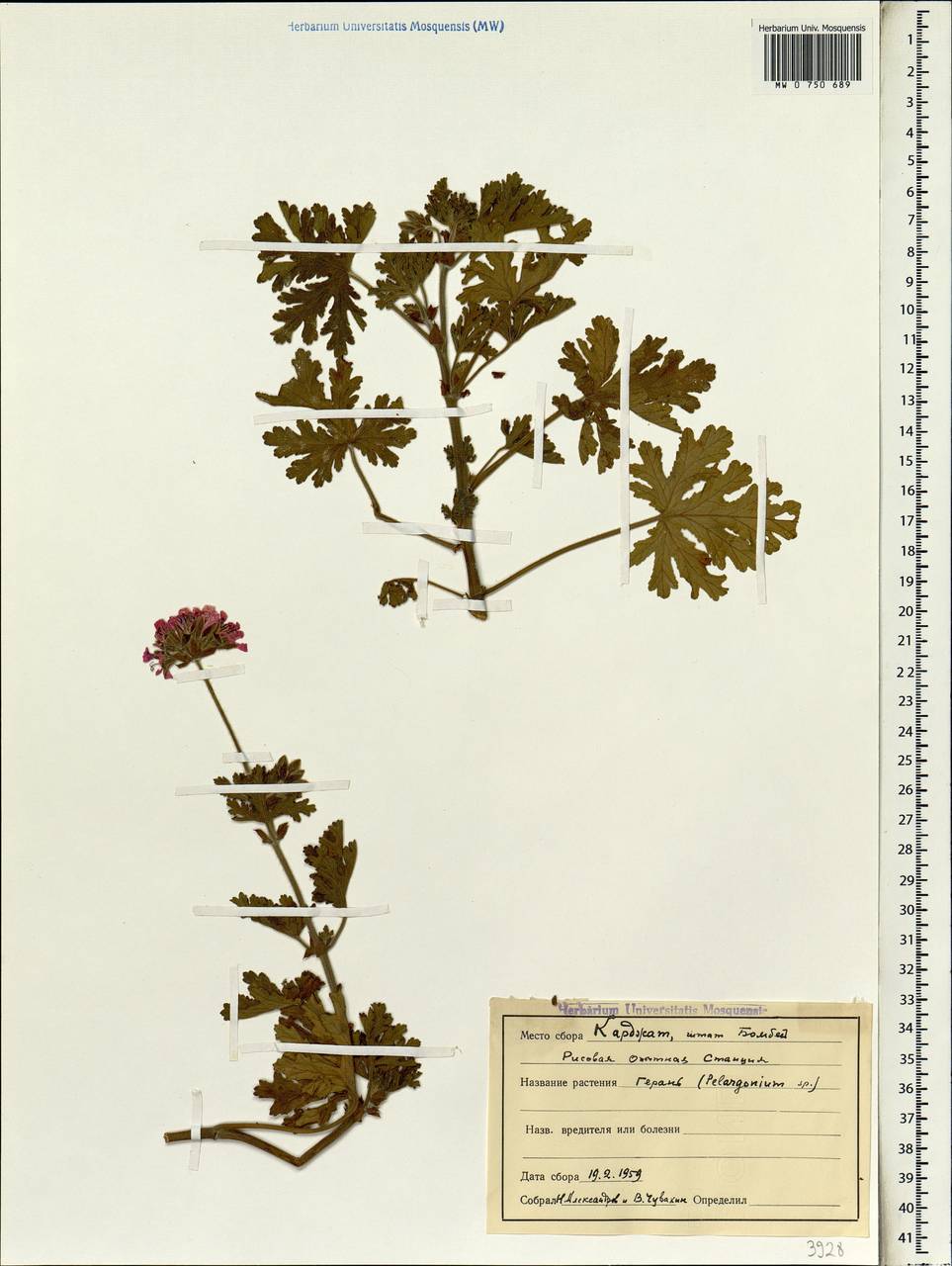 Pelargonium, South Asia, South Asia (Asia outside ex-Soviet states and Mongolia) (ASIA) (India)