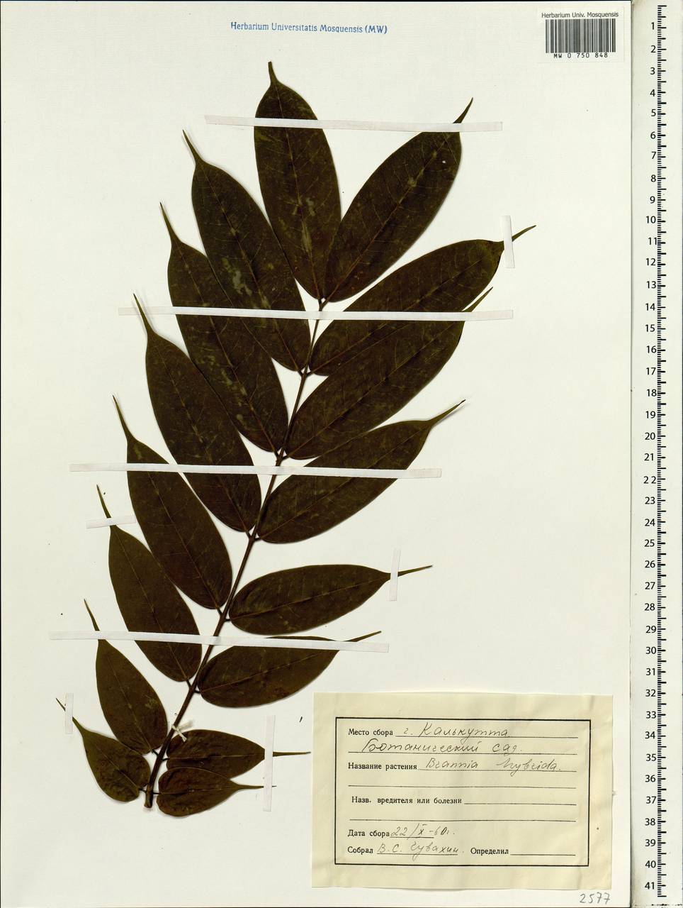 Brownea hybrida Backer, South Asia, South Asia (Asia outside ex-Soviet states and Mongolia) (ASIA) (India)