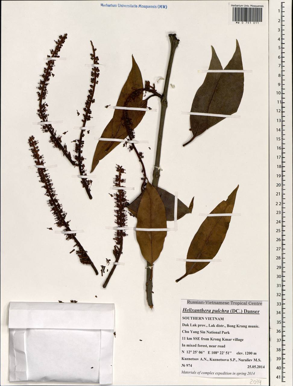 Helixanthera pulchra (DC.) Danser, South Asia, South Asia (Asia outside ex-Soviet states and Mongolia) (ASIA) (Vietnam)