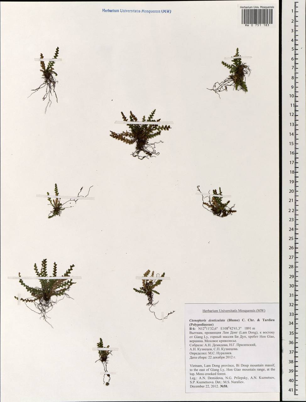 Ctenopterella denticulata (Bl.) Parris, South Asia, South Asia (Asia outside ex-Soviet states and Mongolia) (ASIA) (Vietnam)