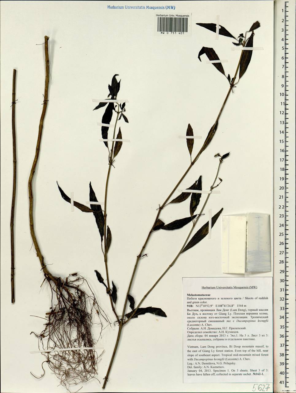 Melastomataceae, South Asia, South Asia (Asia outside ex-Soviet states and Mongolia) (ASIA) (Vietnam)