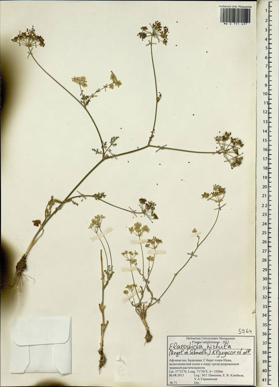 Scaligeria hirtula (Regel & Schmalh.) Lipsky ex Korovin, South Asia, South Asia (Asia outside ex-Soviet states and Mongolia) (ASIA) (Afghanistan)