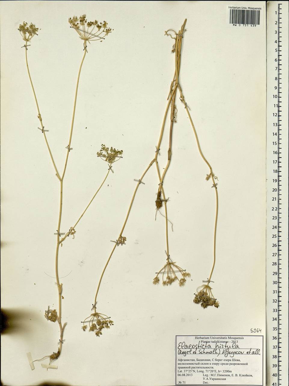 Scaligeria hirtula (Regel & Schmalh.) Lipsky ex Korovin, South Asia, South Asia (Asia outside ex-Soviet states and Mongolia) (ASIA) (Afghanistan)