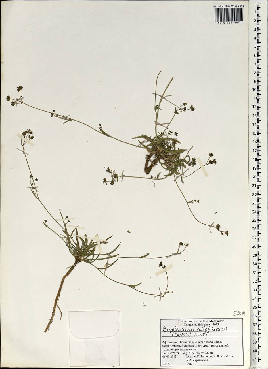 Bupleurum aitchisonii (Boiss.) H.Wolff, South Asia, South Asia (Asia outside ex-Soviet states and Mongolia) (ASIA) (Afghanistan)