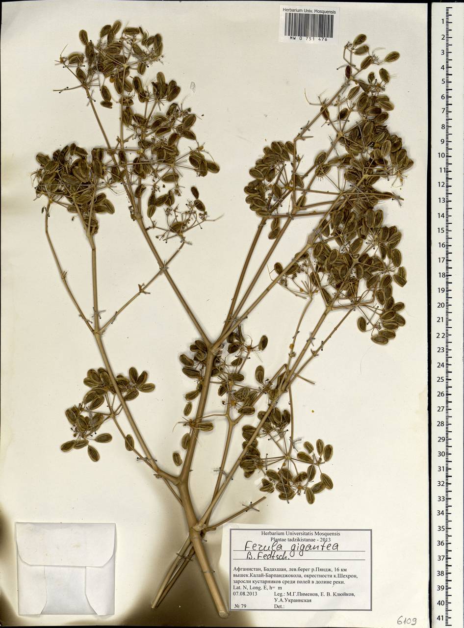 Ferula gigantea B.Fedtsch., South Asia, South Asia (Asia outside ex-Soviet states and Mongolia) (ASIA) (Afghanistan)