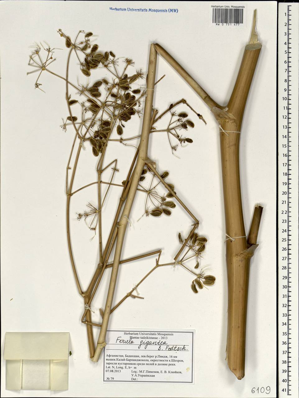 Ferula gigantea B.Fedtsch., South Asia, South Asia (Asia outside ex-Soviet states and Mongolia) (ASIA) (Afghanistan)