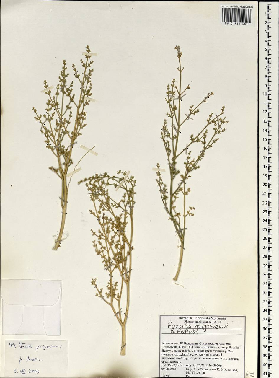 Ferula grigoriewii B.Fedtsch., South Asia, South Asia (Asia outside ex-Soviet states and Mongolia) (ASIA) (Afghanistan)