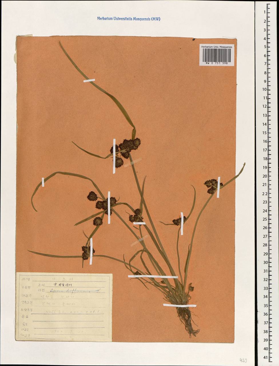 Cyperus, South Asia, South Asia (Asia outside ex-Soviet states and Mongolia) (ASIA) (North Korea)