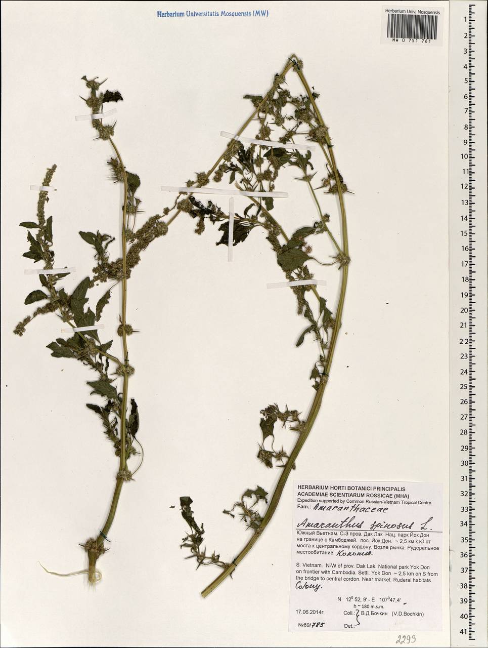 Amaranthus spinosus L., South Asia, South Asia (Asia outside ex-Soviet states and Mongolia) (ASIA) (Vietnam)