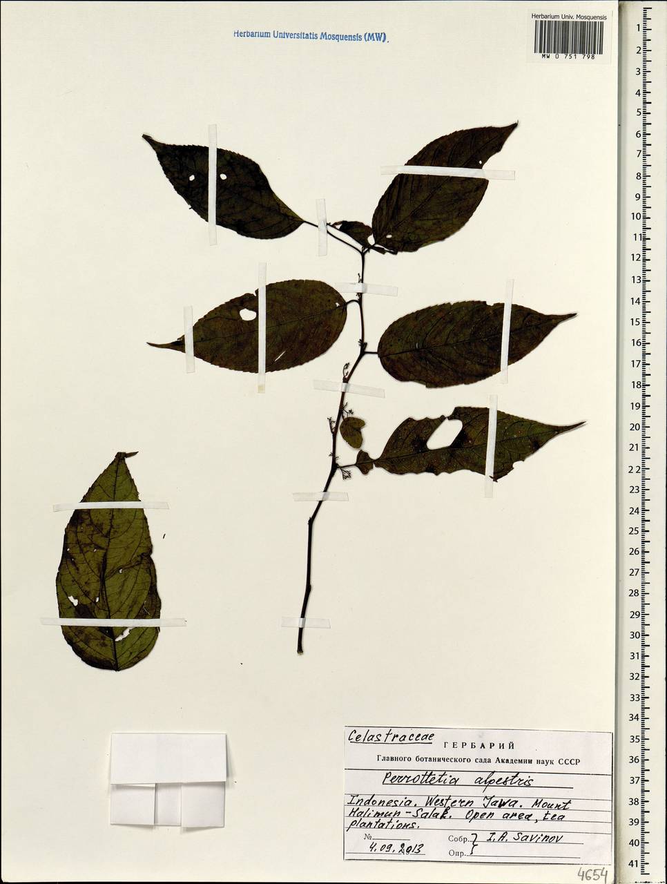 Perrottetia alpestris, South Asia, South Asia (Asia outside ex-Soviet states and Mongolia) (ASIA) (Indonesia)