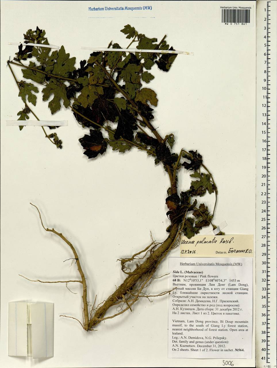 Urena repanda Roxb., South Asia, South Asia (Asia outside ex-Soviet states and Mongolia) (ASIA) (Vietnam)