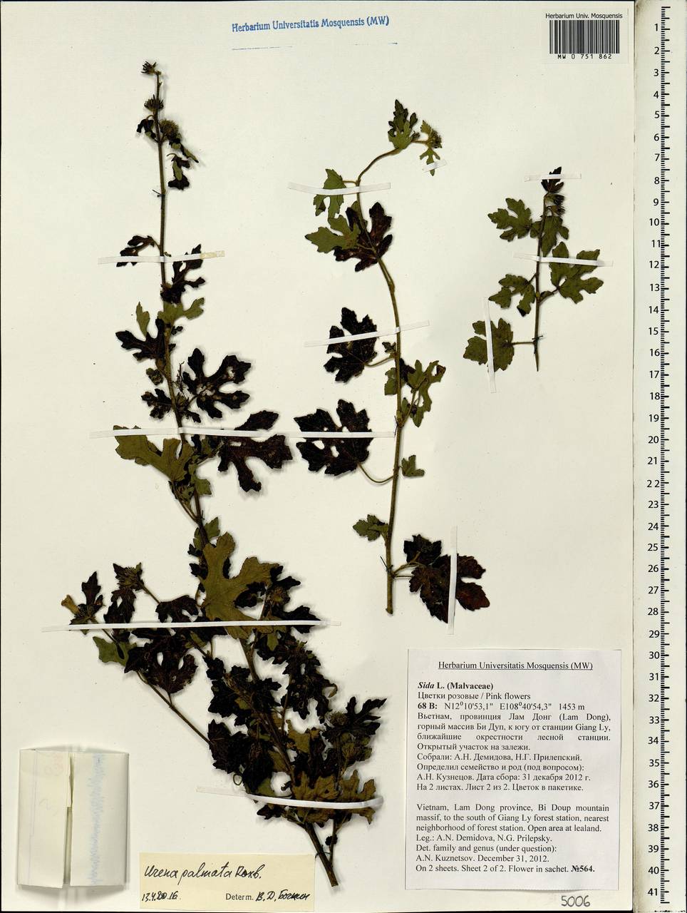 Urena repanda Roxb., South Asia, South Asia (Asia outside ex-Soviet states and Mongolia) (ASIA) (Vietnam)