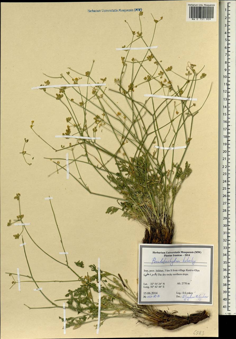 Pseudotrachydium kotschyi (Boiss.) Pimenov & Kljuykov, South Asia, South Asia (Asia outside ex-Soviet states and Mongolia) (ASIA) (Iran)