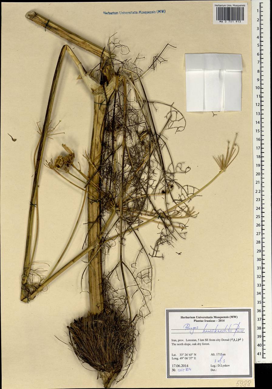 Prangos asperula subsp. haussknechtii (Boiss.) Herrnst. & Heyn, South Asia, South Asia (Asia outside ex-Soviet states and Mongolia) (ASIA) (Iran)