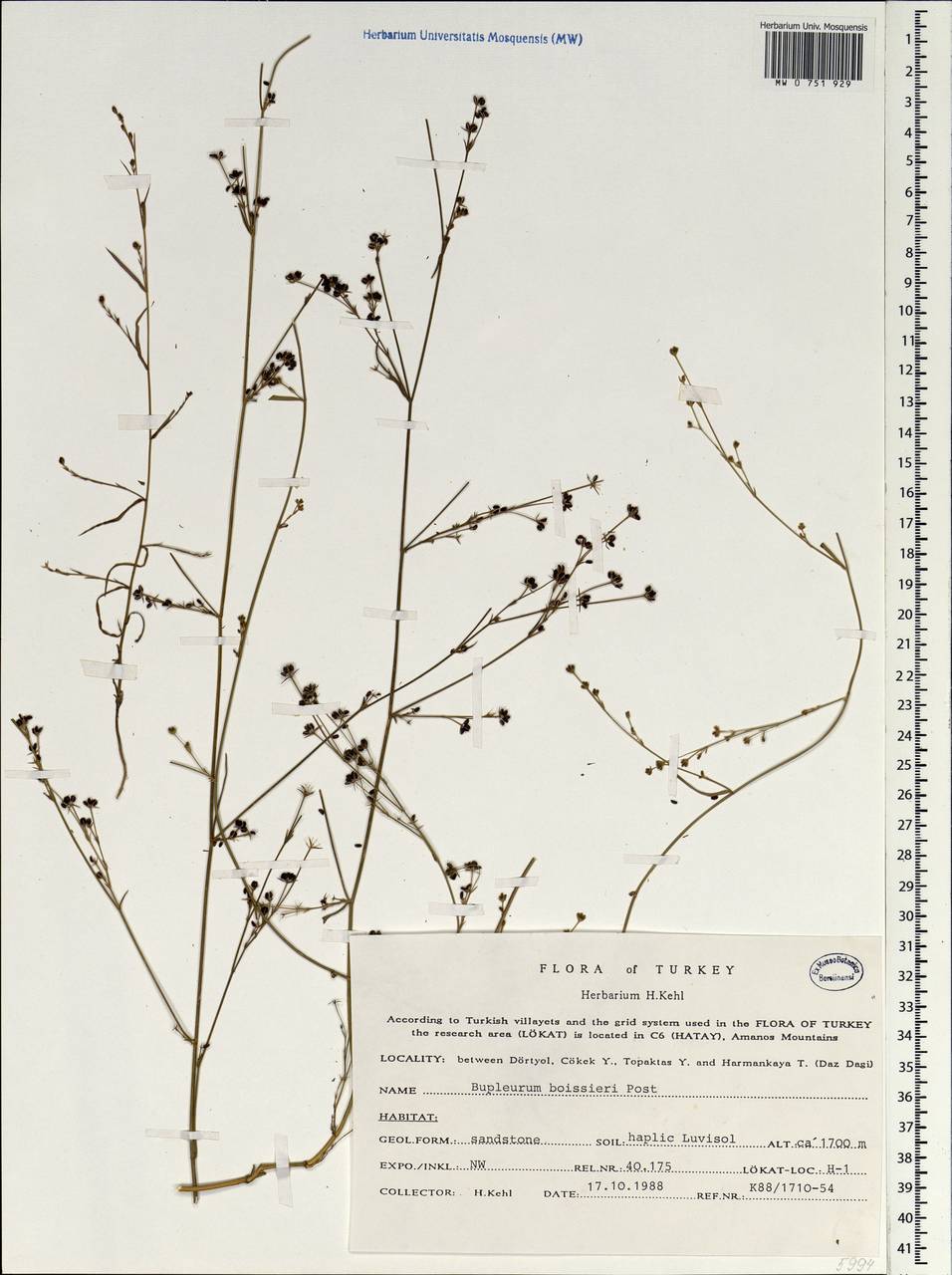 Bupleurum boissieri Post, South Asia, South Asia (Asia outside ex-Soviet states and Mongolia) (ASIA) (Turkey)