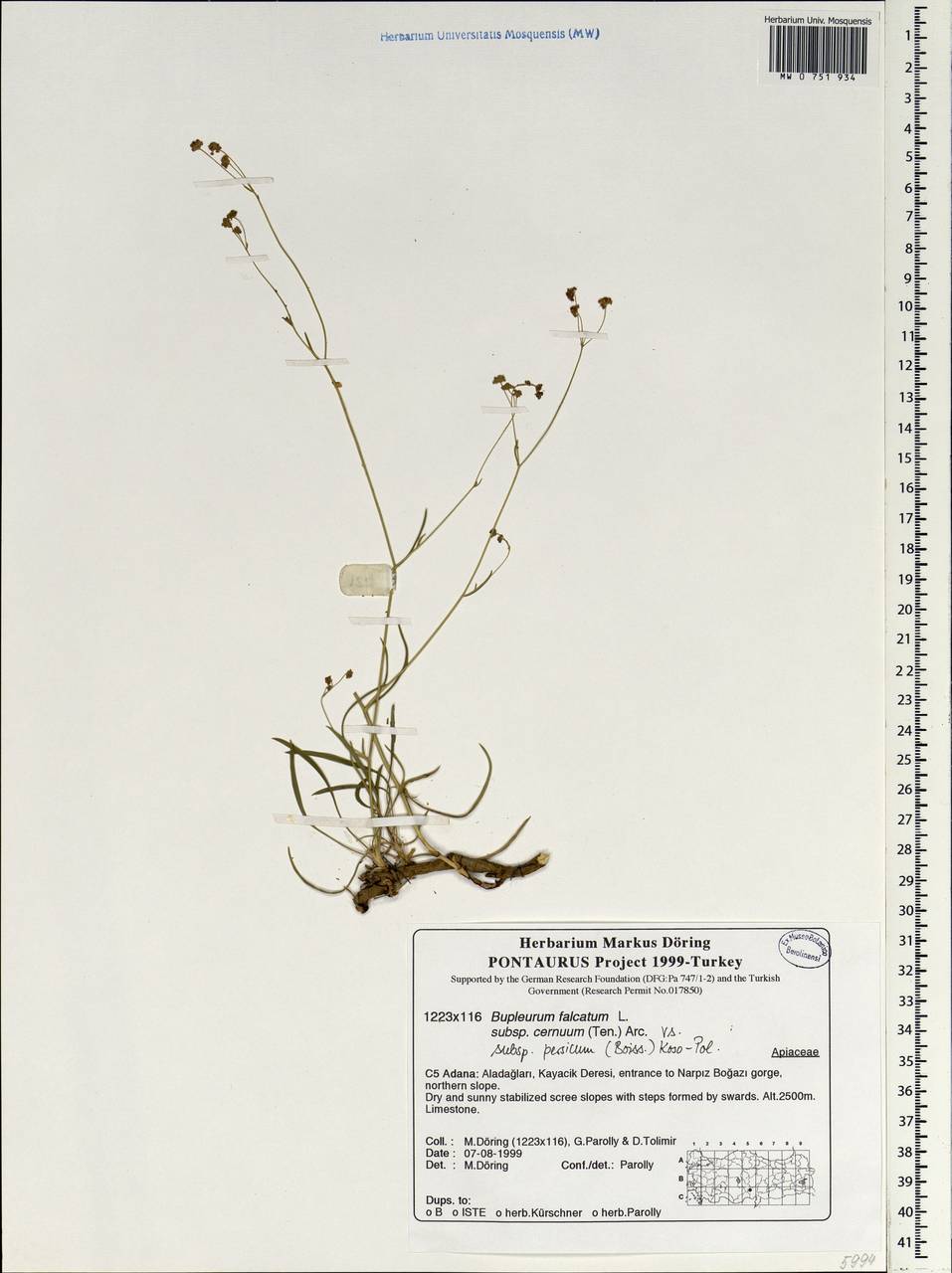 Bupleurum nordmannianum Ledeb., South Asia, South Asia (Asia outside ex-Soviet states and Mongolia) (ASIA) (Turkey)