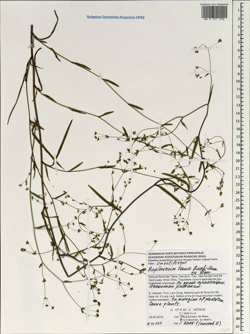 Bupleurum hamiltonii N.P.Balakr., South Asia, South Asia (Asia outside ex-Soviet states and Mongolia) (ASIA) (Vietnam)