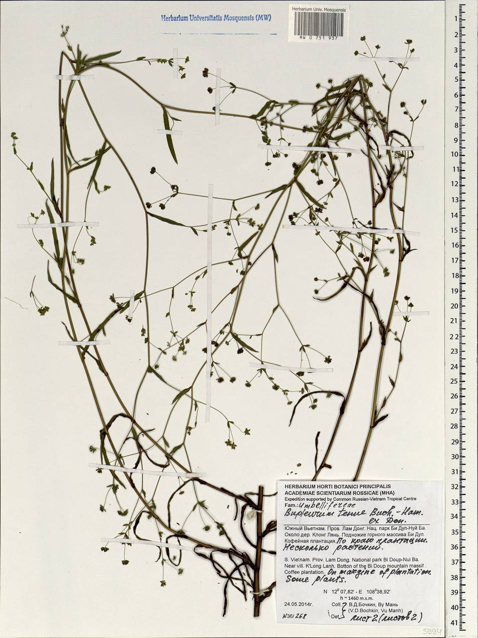 Bupleurum hamiltonii N.P.Balakr., South Asia, South Asia (Asia outside ex-Soviet states and Mongolia) (ASIA) (Vietnam)