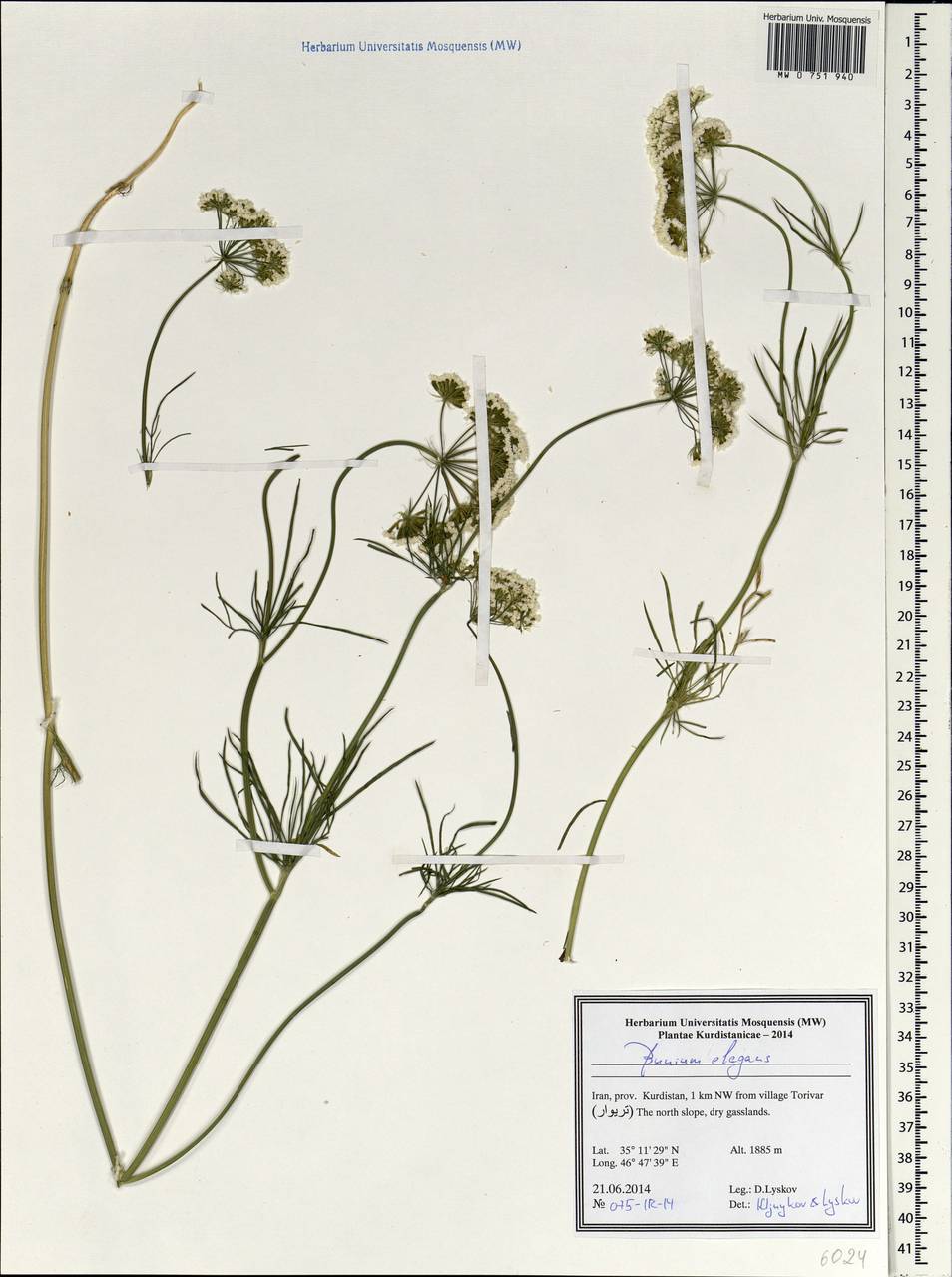 Bunium elegans (Fenzl) Freyn, South Asia, South Asia (Asia outside ex-Soviet states and Mongolia) (ASIA) (Iran)