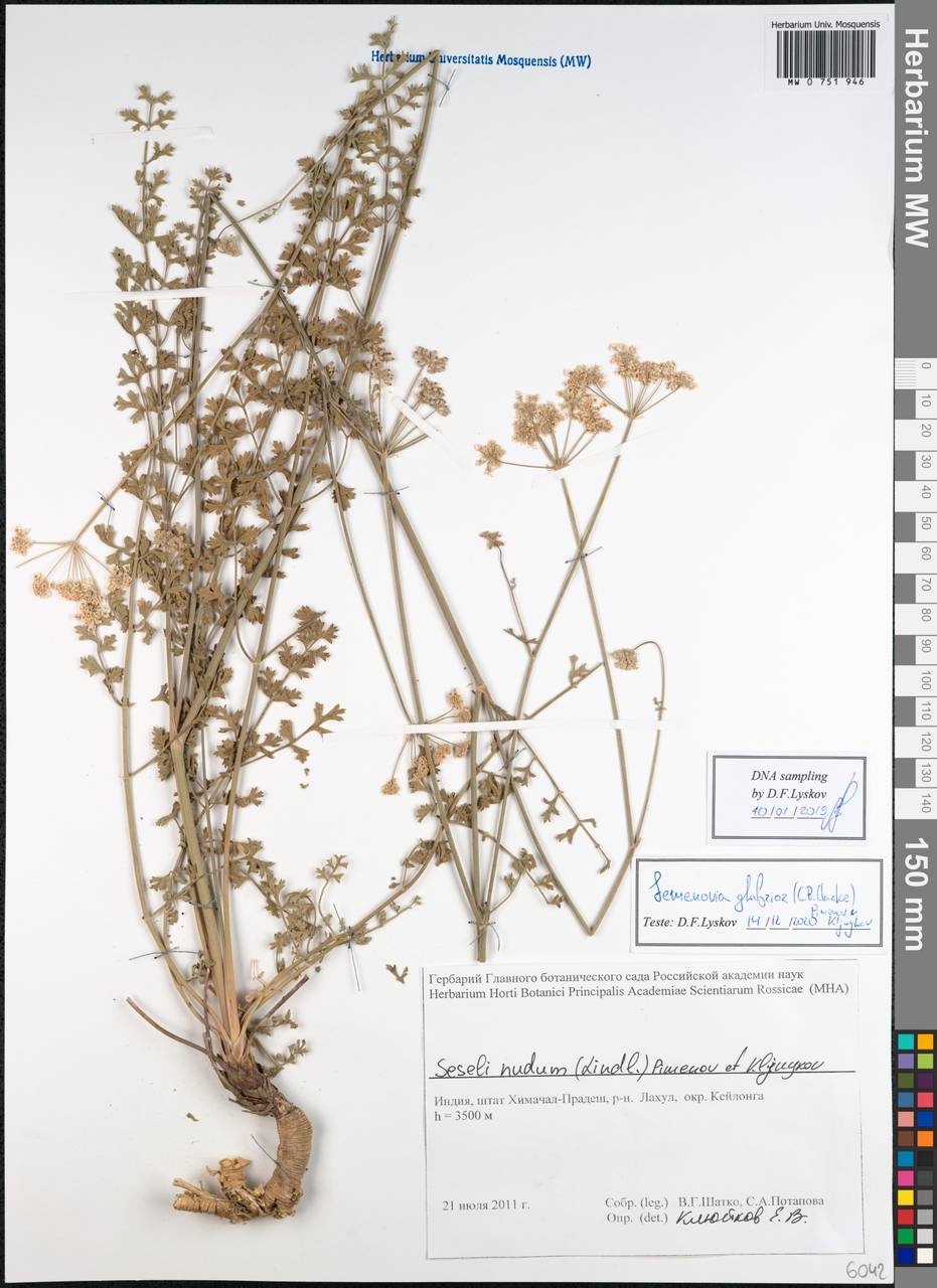 Semenovia thomsonii (C. B. Clarke) Manden., South Asia, South Asia (Asia outside ex-Soviet states and Mongolia) (ASIA) (India)