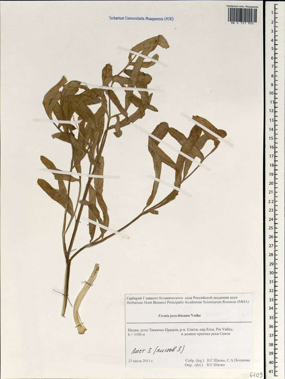 Ferula jaeschkeana Vatke, South Asia, South Asia (Asia outside ex-Soviet states and Mongolia) (ASIA) (India)