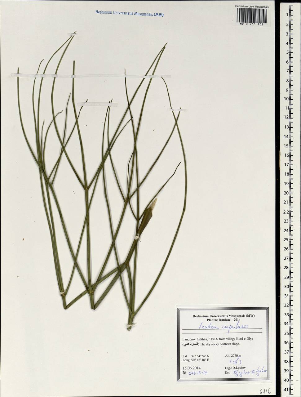 Ferula cupularis (Boiss.) Spalik & S.R.Downie, South Asia, South Asia (Asia outside ex-Soviet states and Mongolia) (ASIA) (Iran)