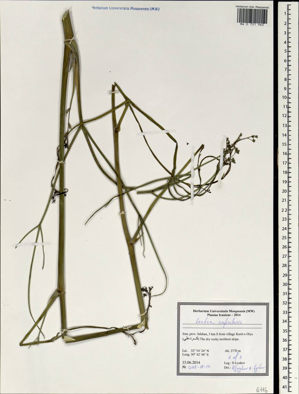 Ferula cupularis (Boiss.) Spalik & S.R.Downie, South Asia, South Asia (Asia outside ex-Soviet states and Mongolia) (ASIA) (Iran)