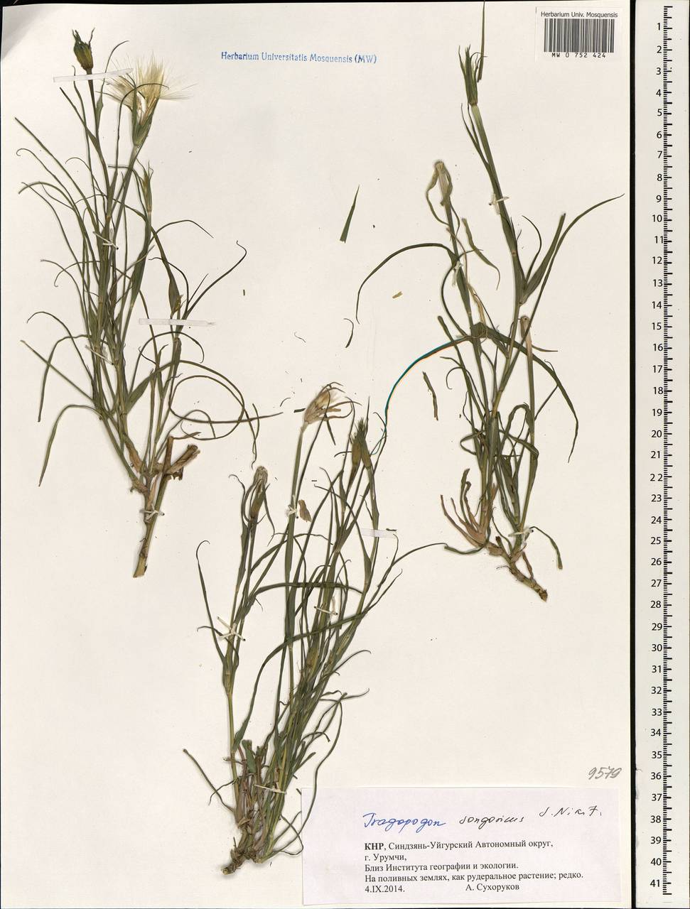 Tragopogon songoricus Nikitin, South Asia, South Asia (Asia outside ex-Soviet states and Mongolia) (ASIA) (China)