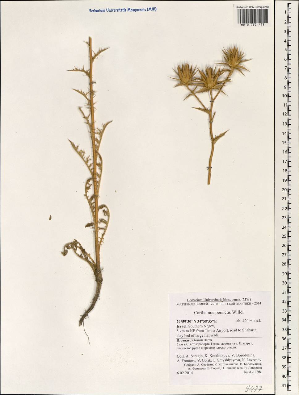 Carthamus persicus Willd., South Asia, South Asia (Asia outside ex-Soviet states and Mongolia) (ASIA) (Israel)